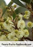 Fleurs-Fruits-Feuilles d'acacia heterophylla
