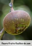 Fleurs-Fruits-Feuilles de ficus mauritiana