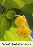 Fleurs-Fruits-Feuilles de gmelina elliptica