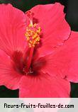 Fleurs-Fruits-Feuilles d'hibiscus rosa_sinensis