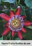 Fleurs-Fruits-Feuilles de passiflora alata