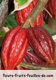 Fleurs-Fruits-Feuilles de theobroma cacao