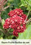 Fleurs-Fruits-Feuilles de Leea guineensis