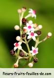 Fleurs-Fruits-Feuilles de Leea species