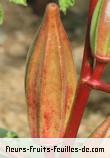 Fleurs-Fruits-Feuilles de abelmoschus esculentus