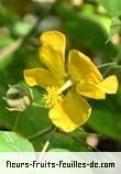 Fleurs-Fruits-Feuilles de abutilon exstipulare