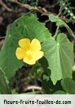 Fleurs-Fruits-Feuilles de abutilon indicum