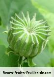 fruits de abutilon indicum