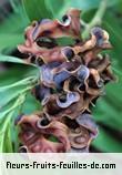 Fleurs-Fruits-Feuilles de acacia auriculiformis