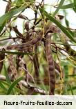 Fruit de acacia heterophylla