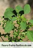 Feuilles de acalypha indica
