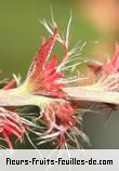 Fleurs de acalypha wilkesiana