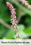 Fleurs-Fruits-Feuilles de achyranthes aspera