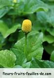 Fleurs-Fruits-Feuilles de acmella oleracea