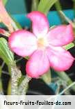 Fleurs-Fruits-Feuilles de adenium obesum