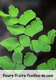Feuilles de adiantum capillus_veneris