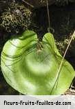 Feuilles de adiantum reniforme