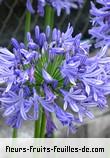 Fleurs-Fruits-Feuilles de agapanthus species