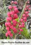 Famille des ericaceae