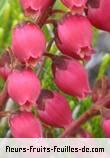 Fleurs de agauria buxifolia