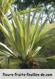 Fleurs-Fruits-Feuilles de agave americana_marginata