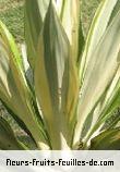 Feuilles de agave americana_marginata