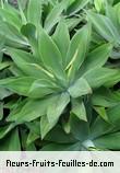 Fleurs-Fruits-Feuilles de agave attenuata