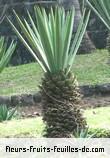 Fleurs-Fruits-Feuilles de agave sisalana