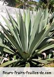 Fleurs-Fruits-Feuilles de agave vera_cruz