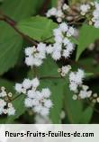 Fleurs de ageratina riparia