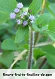 Fleurs-Fruits-Feuilles de ageratum conyzoides