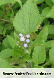 Feuilles de ageratum conyzoides