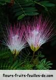 Fleurs-Fruits-Feuilles de albizia saman