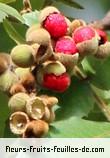 Fruit de alectryon excelsus