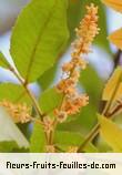 Fleurs de alectryon excelsus