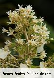 Fleurs de aleurites moluccana