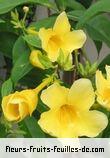 Fleurs-Fruits-Feuilles de allamanda cathartica