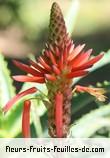 Fleurs-Fruits-Feuilles de aloe arborescens