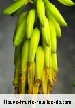 Fleurs de aloe vera