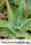 Feuilles de aloes saponaria