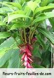 Feuilles de alpinia purpurata