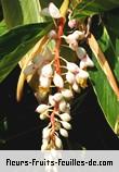 Fleurs-Fruits-Feuilles de alpinia zerumbet