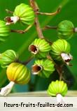 Fruit de alpinia zerumbet