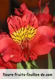 Fleurs-Fruits-Feuilles de alstroemeria species