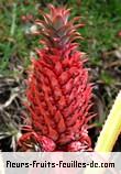 Fleurs-Fruits-Feuilles de ananas bracteatus