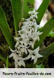 Fleurs de angraecum bracteosum