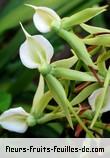 Fleurs de angraecum eburneum