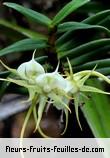 Fleurs-Fruits-Feuilles de angraecum expansum