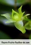 Fleurs-Fruits-Feuilles de angraecum obversifolium