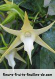 Fleurs de angraecum sesquipedale